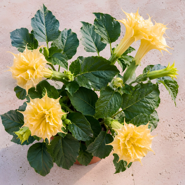 Nasiona-Bielunia-‘Double-yellow’–Datura-metel-‘Double-Yellow’ (3).png