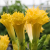 Nasiona-Bielunia-‘Double-yellow’–Datura-metel-‘Double-Yellow’ (2).png