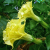 Nasiona-Bielunia-‘Double-yellow’–Datura-metel-‘Double-Yellow’ (1).png
