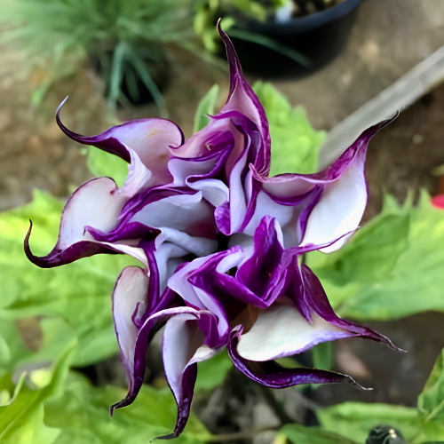 Nasiona-Bielunia-‘Double-Purple’–Datura-Metel-‘Double-Purple’ (3).png