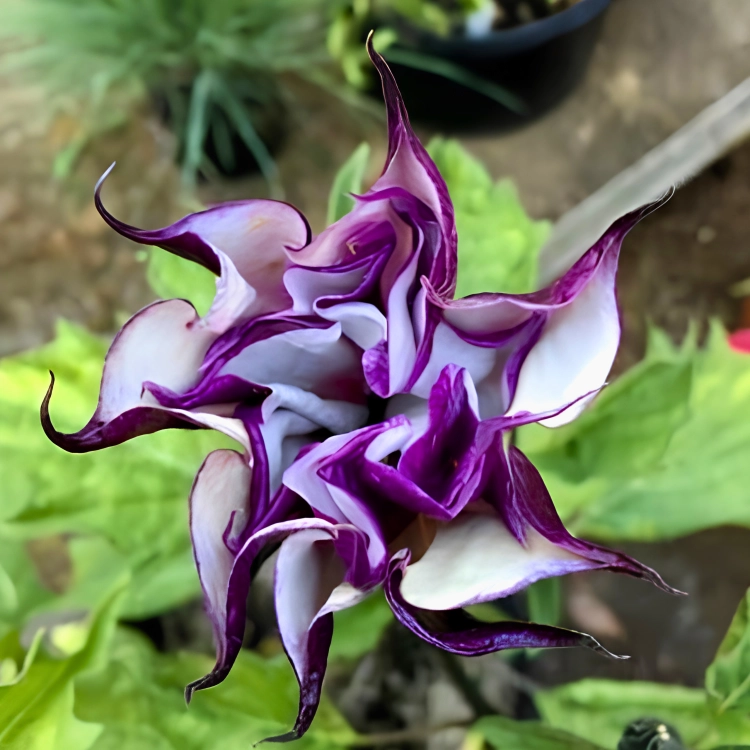 Nasiona-Bielunia-‘Double-Purple’–Datura-Metel-‘Double-Purple’ (3).png