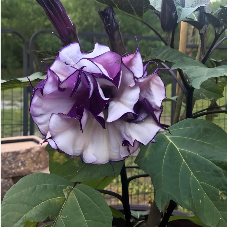 Nasiona-Bielunia-‘Double-Purple’–Datura-Metel-‘Double-Purple’ (2).png