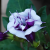 Nasiona-Bielunia-‘Double-Purple’–Datura-Metel-‘Double-Purple’ (1).png