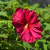 Nasiona-Ketmii-Bagiennej-Hibiscus-Moscheutos (4).png