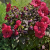 Nasiona-Ketmii-Bagiennej-Hibiscus-Moscheutos (3).png
