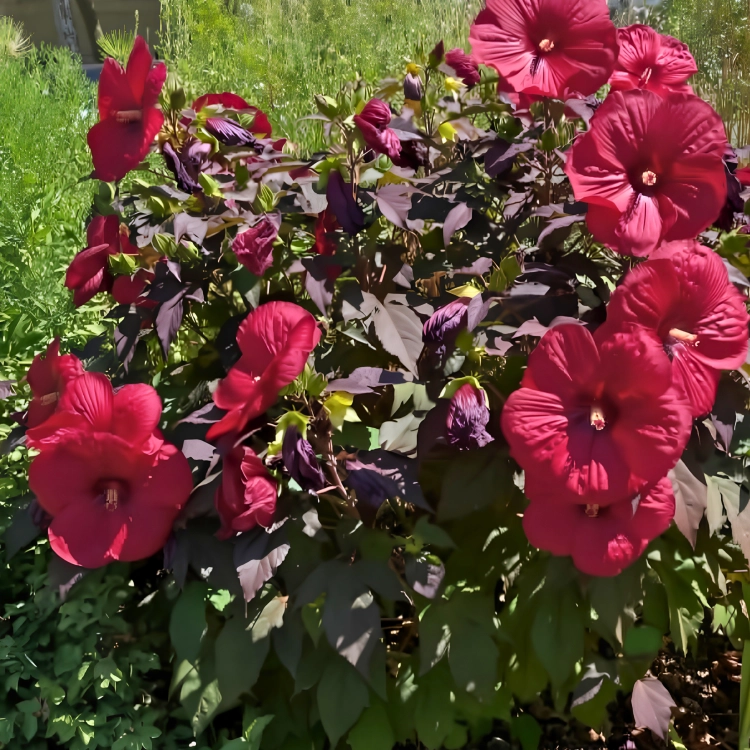 Nasiona-Ketmii-Bagiennej-Hibiscus-Moscheutos (3).png