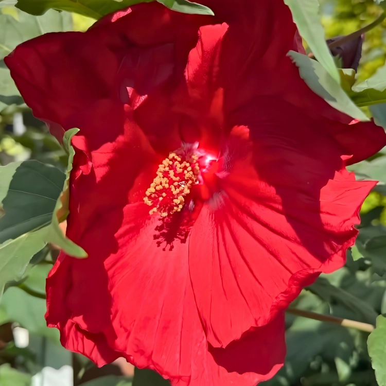 Nasiona-Ketmii-Bagiennej-Hibiscus-Moscheutos (2).png