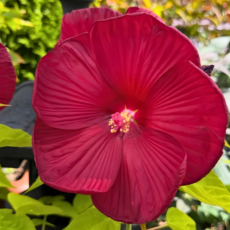 Nasiona-Ketmii-Bagiennej-Hibiscus-Moscheutos (1).png