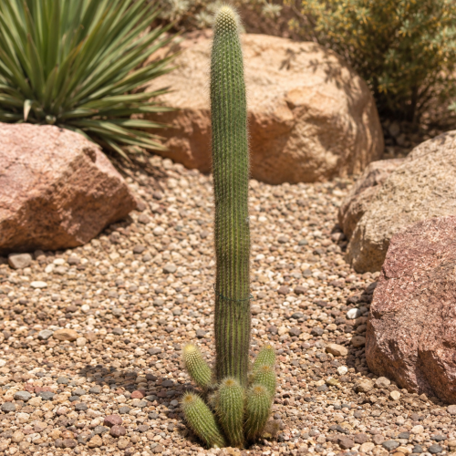 Nasiona-Kaktusa-Winterianus–Weberbauerocereus-Winterianus (3).png