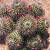 Nasiona-Kaktusa-Mammillaria-Carnea (3).png
