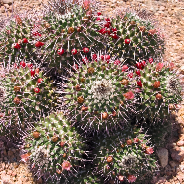 Nasiona-Kaktusa-Mammillaria-Carnea (3).png