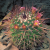 Nasiona-Kaktusa-Mammillaria-Carnea (2).png