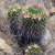 Nasiona-Kaktusa-Mammillaria-Carnea.png