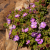 Nasiona-Drosantemum-Szczeciniastego–Drosanthemum-Hispidum (4).png