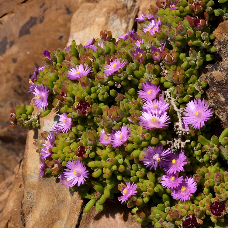 Nasiona-Drosantemum-Szczeciniastego–Drosanthemum-Hispidum (4).png