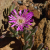 Nasiona-Drosantemum-Szczeciniastego–Drosanthemum-Hispidum (2).png