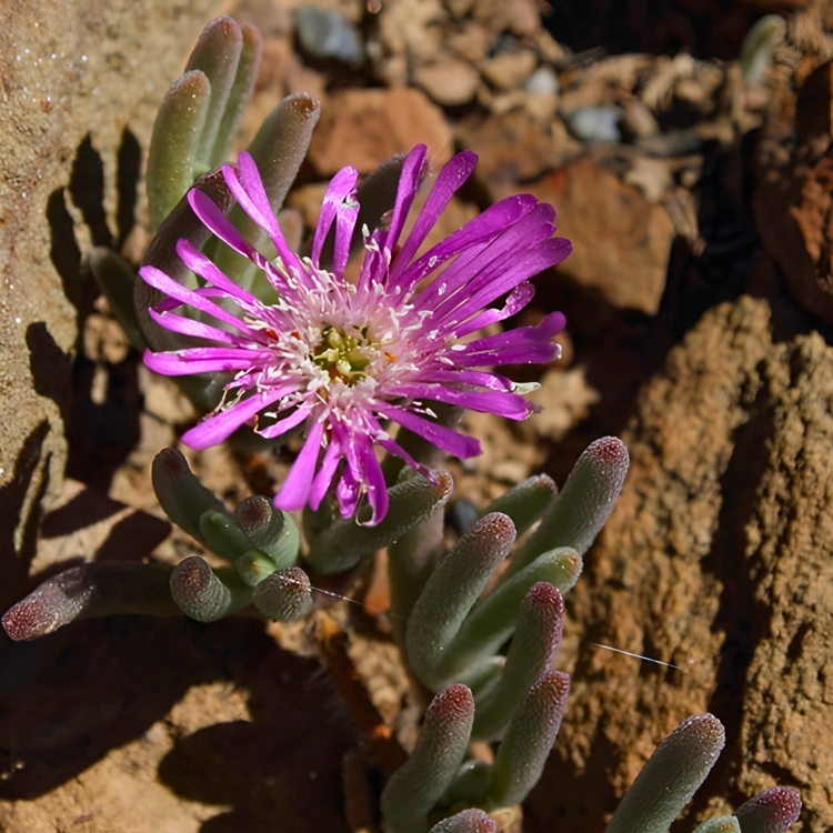 Nasiona-Drosantemum-Szczeciniastego–Drosanthemum-Hispidum (2).png