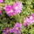 Nasiona-Drosantemum-Szczeciniastego–Drosanthemum-Hispidum (1).png