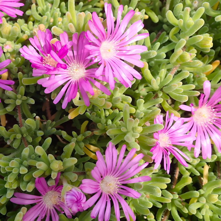 Nasiona-Drosantemum-Szczeciniastego–Drosanthemum-Hispidum (1).png