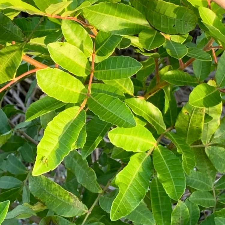 Nasiona-Brazylijskiego-Drzewa-Pieprzowego–Schinus-Terebinthifolia (3).png