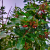 Nasiona-Brazylijskiego-Drzewa-Pieprzowego–Schinus-Terebinthifolia (2).png