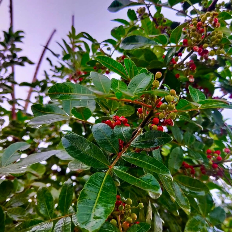 Nasiona-Brazylijskiego-Drzewa-Pieprzowego–Schinus-Terebinthifolia (2).png