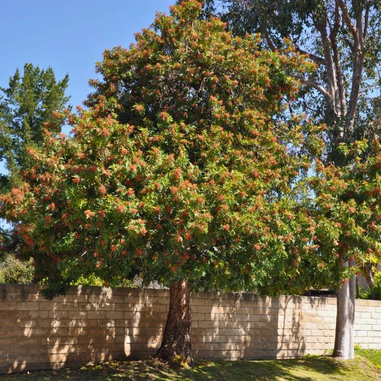 Nasiona-Brazylijskiego-Drzewa-Pieprzowego–Schinus-Terebinthifolia.png