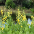 Nasiona-Krotalarii-Okazałej–Crotalaria-Spectabilis (3).png