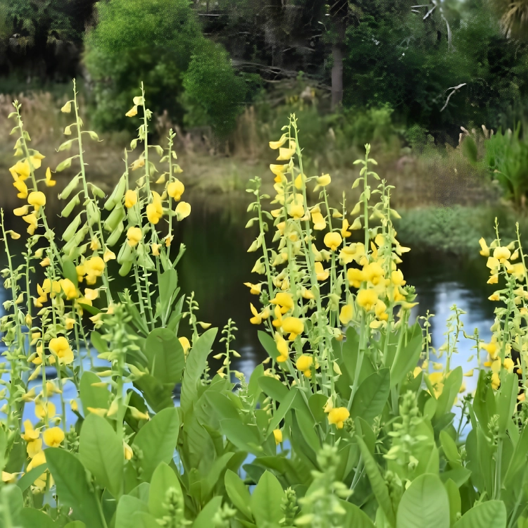Nasiona-Krotalarii-Okazałej–Crotalaria-Spectabilis (3).png