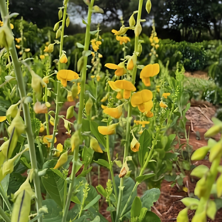 Nasiona-Krotalarii-Okazałej–Crotalaria-Spectabilis (2).png
