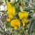 Nasiona-Krotalarii-Okazałej–Crotalaria-Spectabilis (1).png