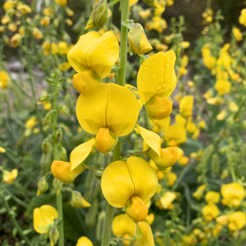 Nasiona-Krotalarii-Okazałej–Crotalaria-Spectabilis.png