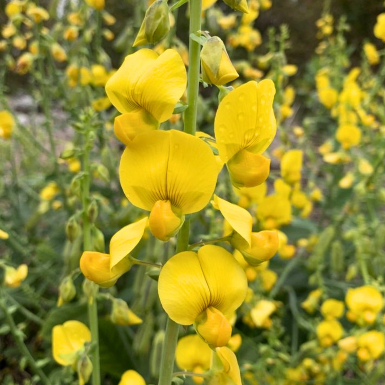Nasiona-Krotalarii-Okazałej–Crotalaria-Spectabilis.png