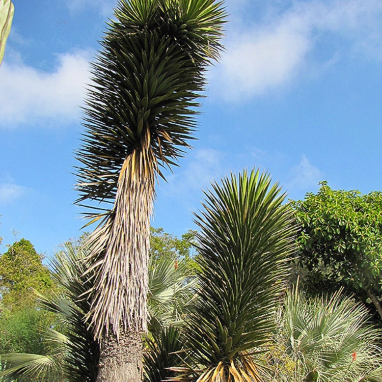 Nasiona-Juki-Valida–Yucca-Valida (3).png