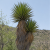 Nasiona-Juki-Valida–Yucca-Valida (1).png