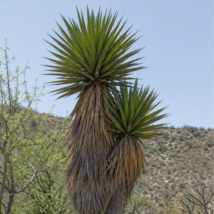 Nasiona-Juki-Valida–Yucca-Valida (1).png