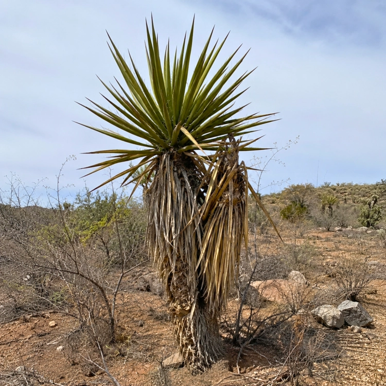 Nasiona-Juki-Valida–Yucca-Valida.png