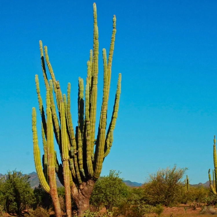 Nasiona-Kaktusa-Kardon–Pachycereus-Pringlei (5).png