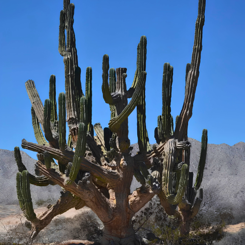 Nasiona-Kaktusa-Kardon–Pachycereus-Pringlei (4).png