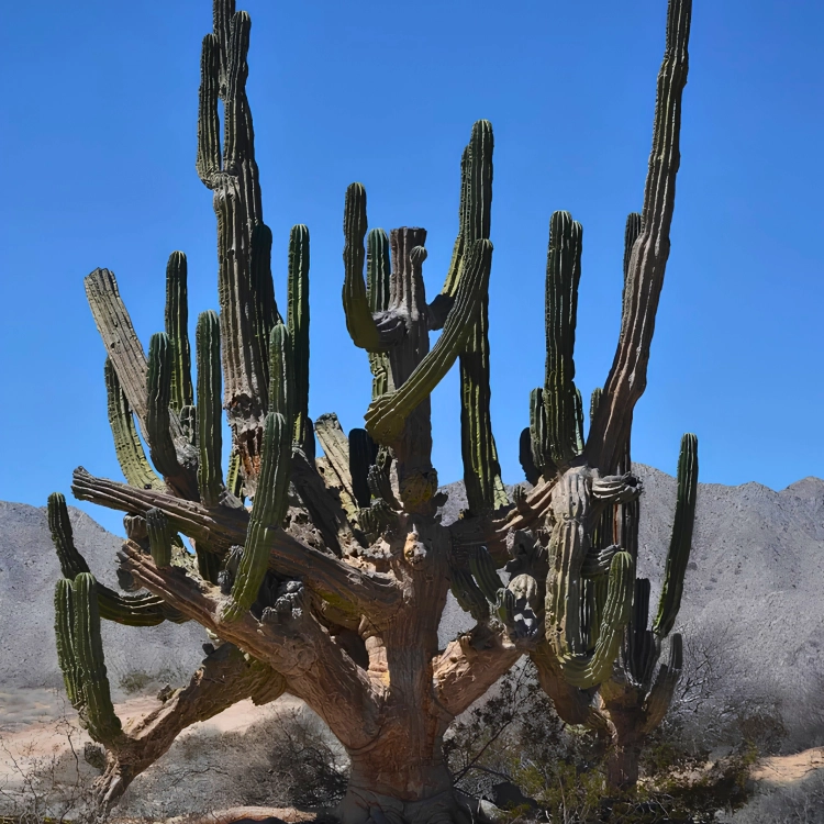 Nasiona-Kaktusa-Kardon–Pachycereus-Pringlei (4).png