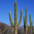Nasiona-Kaktusa-Kardon–Pachycereus-Pringlei (2).png