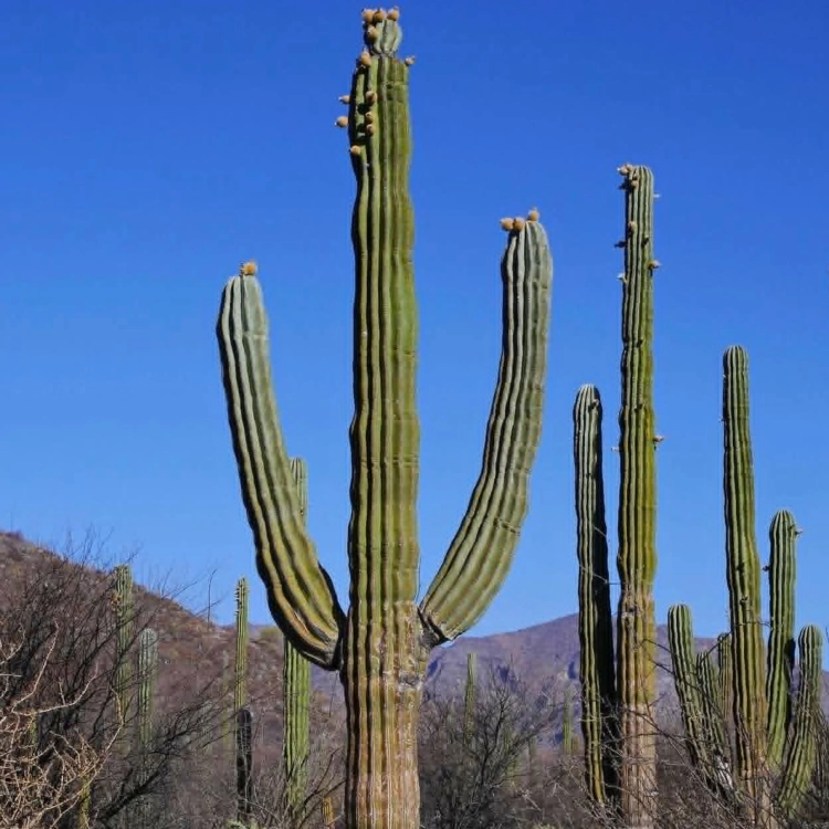 Nasiona-Kaktusa-Kardon–Pachycereus-Pringlei (2).png