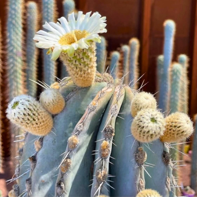 Nasiona-Kaktusa-Kardon–Pachycereus-Pringlei (1).png
