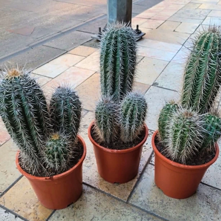 Nasiona-Kaktusa-Kardon–Pachycereus-Pringlei.png