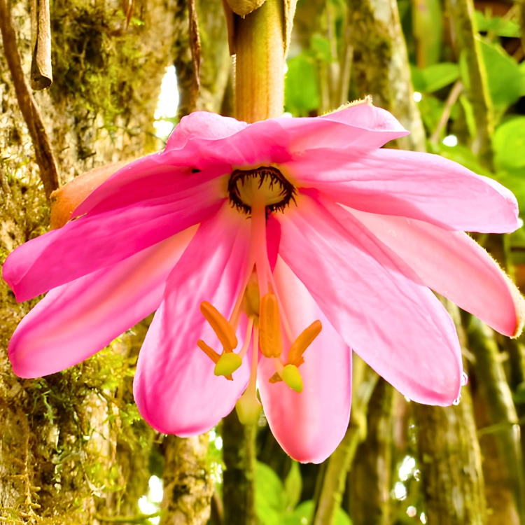 Nasiona-Męczennicy-Coactilis–Passiflora-Coactilis (3).png