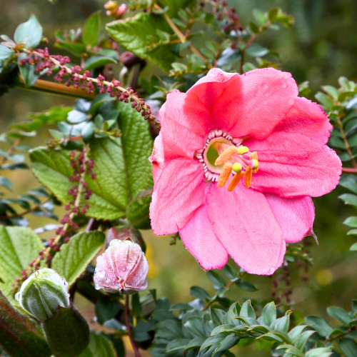 Nasiona-Męczennicy-Coactilis–Passiflora-Coactilis (1).png