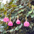Nasiona-Męczennicy-Coactilis–Passiflora-Coactilis.png
