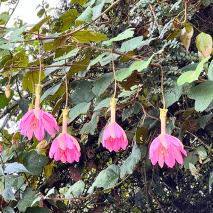 Nasiona-Męczennicy-Coactilis–Passiflora-Coactilis.png