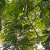 Nasiona-Filodendrona-Findens–Philodendron-Findens (4).png