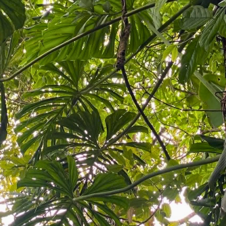Nasiona-Filodendrona-Findens–Philodendron-Findens (4).png